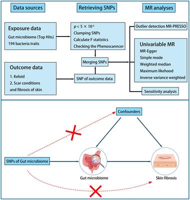 Impact of the gut microbiome on skin fibrosis: a Mendelian randomization study